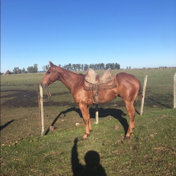 Meet your Posher, Rodrigo gabriel - Picture 1 of 1